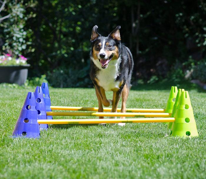 FitPAWS CanineGym Gear Agility Kit - - Training by FitPAWS
