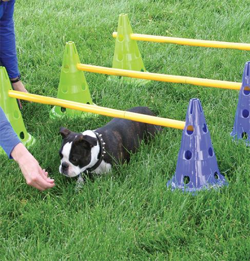 FitPAWS CanineGym Gear Agility Kit - - Training by FitPAWS