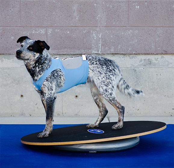 FitPAWS Circular Product Holder (For Trax Donut) - - Training by FitPAWS