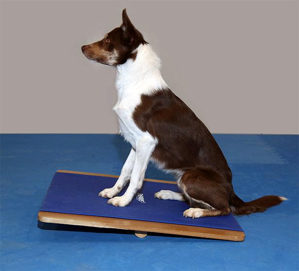 FitPAWS Giant Rocker Board - - Training by FitPAWS