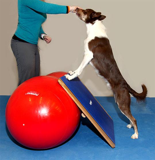 FitPAWS Giant Rocker Board - - Training by FitPAWS