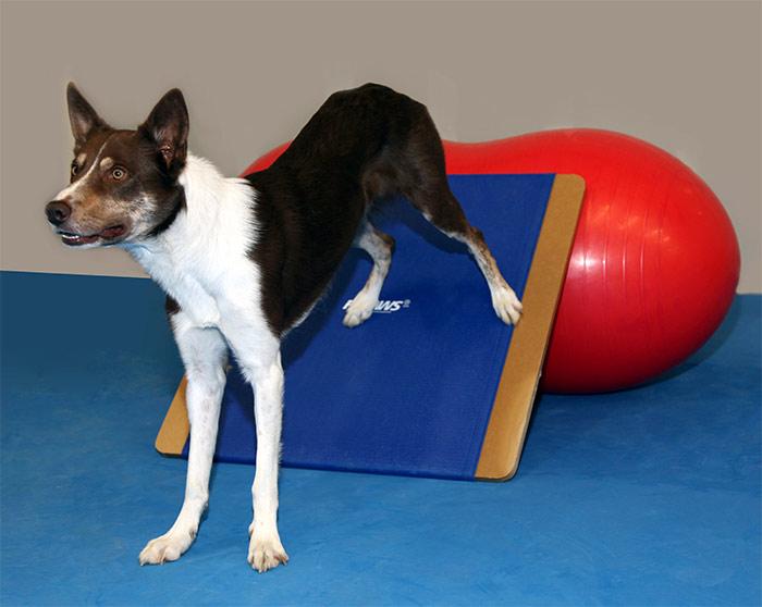 FitPAWS Giant Rocker Board - - Training by FitPAWS