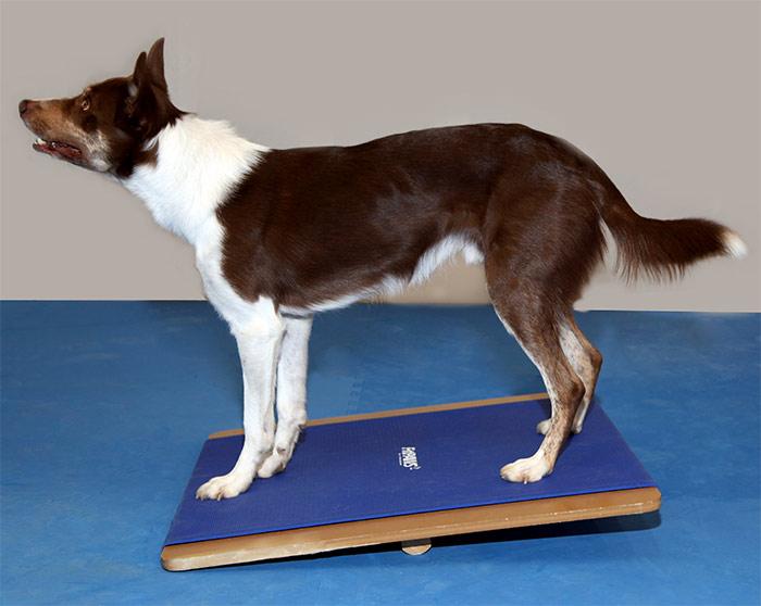 FitPAWS Giant Rocker Board - - Training by FitPAWS