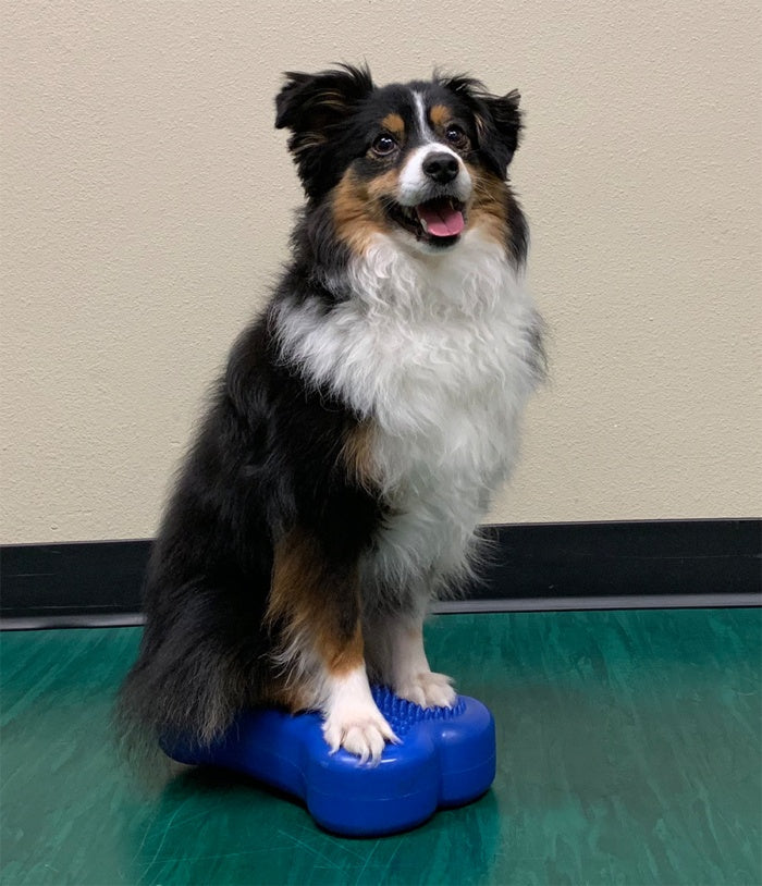 FitPAWS Mini K9FITbone Balance Training Platform (Set of 2) - - Training by FitPAWS
