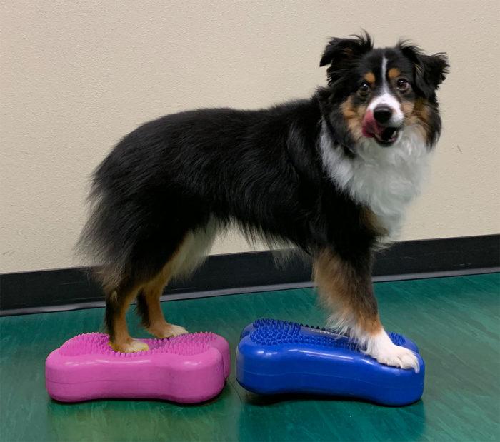 FitPAWS Mini K9FITbone Balance Training Platform (Set of 2) - - Training by FitPAWS