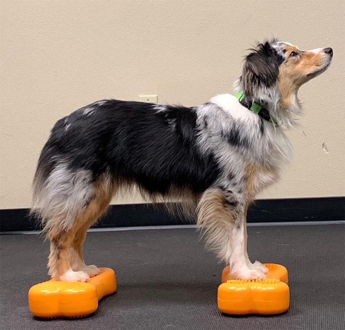 FitPAWS Mini K9FITbone Balance Training Platform (Set of 2) - - Training by FitPAWS