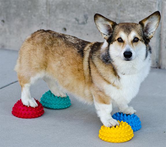 FitPaws Paw Pods, Anti-Skid Bottom (Set of 4) - - Training by FitPAWS