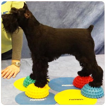 FitPaws Paw Pods, Anti-Skid Bottom (Set of 4) - - Training by FitPAWS