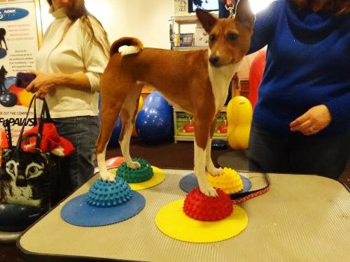 FitPaws Paw Pods, Anti-Skid Bottom (Set of 4) - - Training by FitPAWS