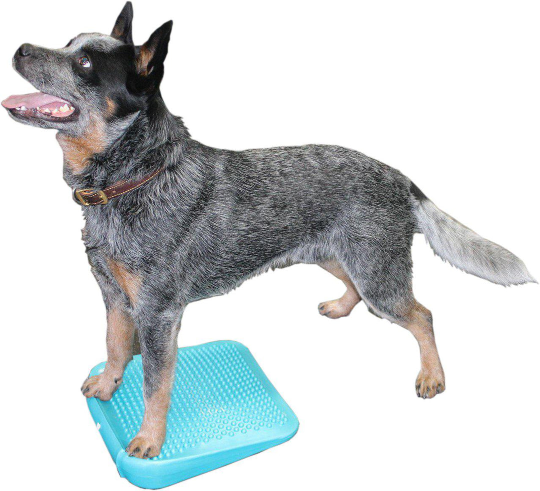 FitPAWS Balance Ramp - - Training by FitPAWS