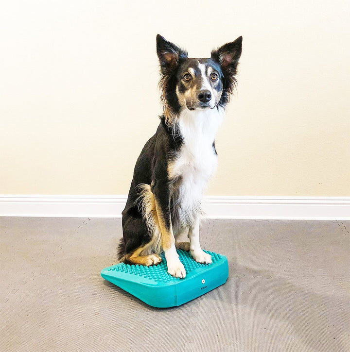 FitPAWS Balance Ramp - - Training by FitPAWS