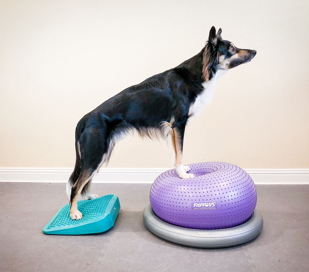 FitPAWS Balance Ramp - - Training by FitPAWS
