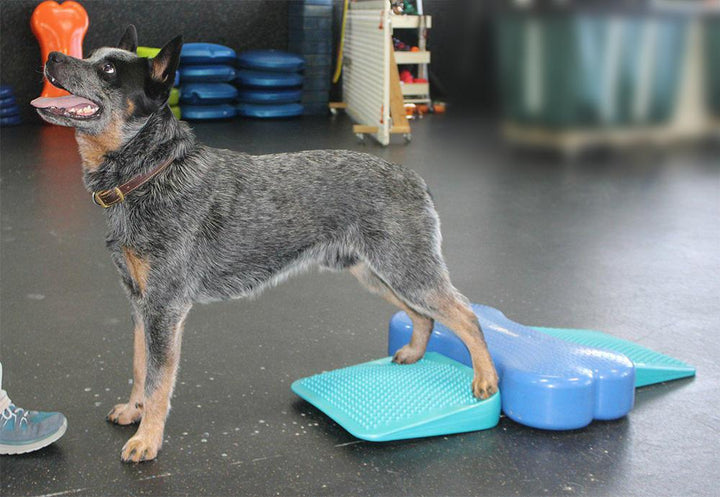 FitPAWS Balance Ramp - - Training by FitPAWS