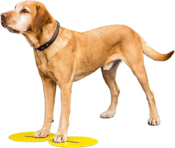 FitPAWS Targets (Set of 4) - - Training by FitPAWS
