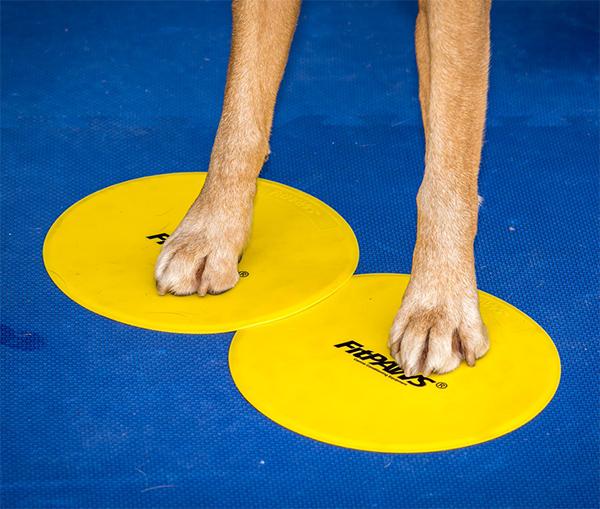 FitPAWS Targets (Set of 4) - - Training by FitPAWS