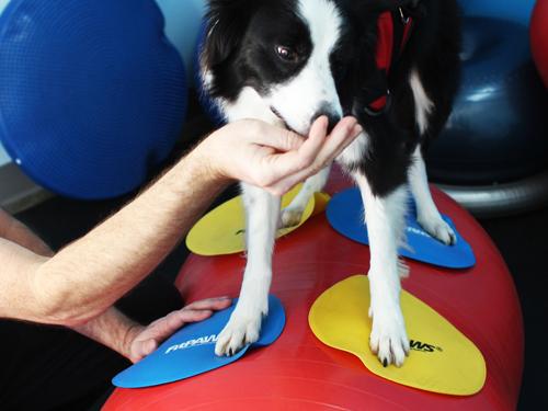 FitPAWS Targets (Set of 4) - - Training by FitPAWS