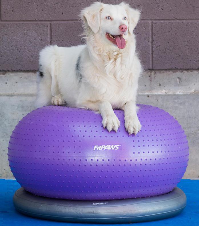 FitPaws TRAX™ Donut - - Training by FitPAWS