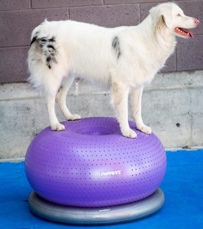 FitPaws TRAX™ Donut - - Training by FitPAWS