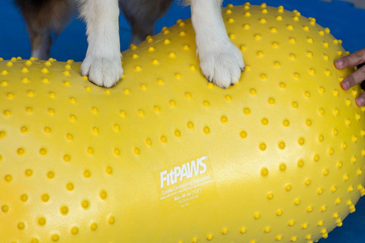 FitPAWS Trax Peanut Dog Training Platform - - Training by FitPAWS