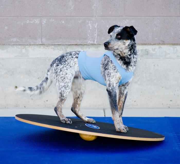 FitPAWS Wobble Board, Dog Balance Training Platform - 36" - Training by FitPAWS