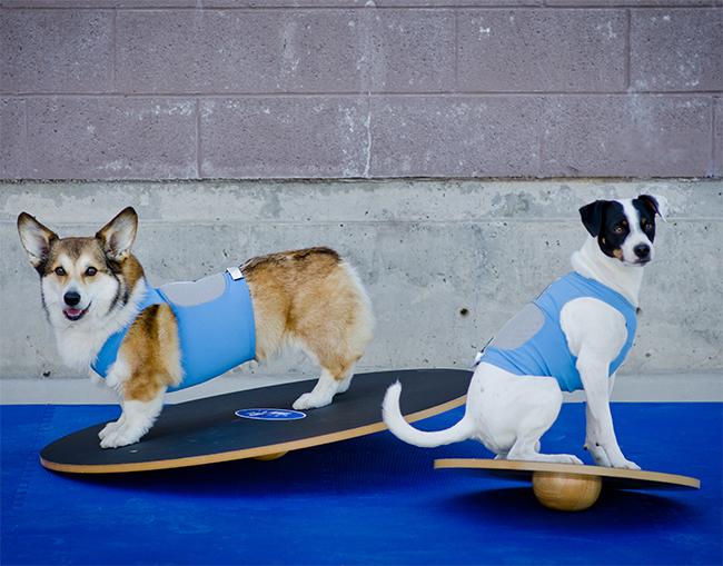 FitPAWS Wobble Board, Dog Balance Training Platform - - Training by FitPAWS