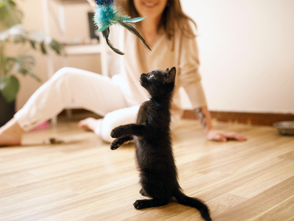 🐾 Mastering the Art of Cat Training: A Guide to a Happier, Smarter Kitty