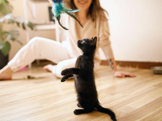 🐾 Mastering the Art of Cat Training: A Guide to a Happier, Smarter Kitty