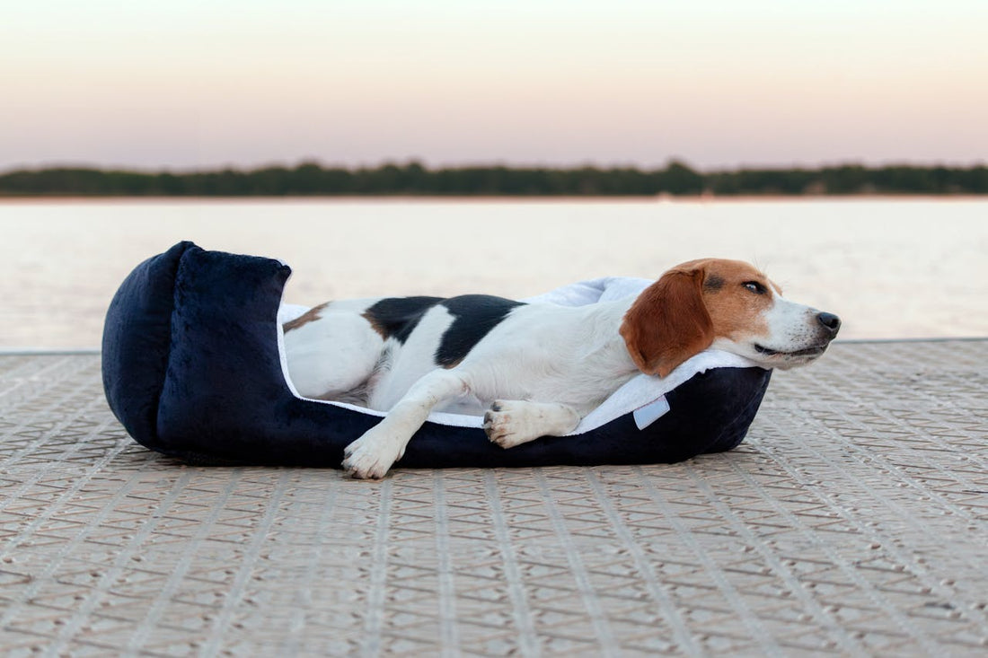 How to Choose the Perfect Dog Bed