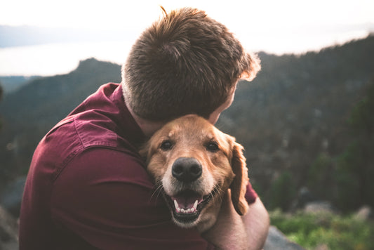 Dealing with Pet Anxiety When Pet Owners Go Back to Work