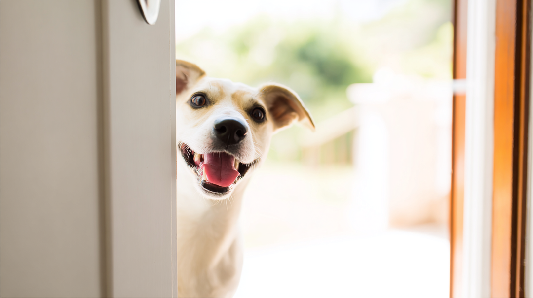 How to Choose the Right Size Dog Door for Your Pet