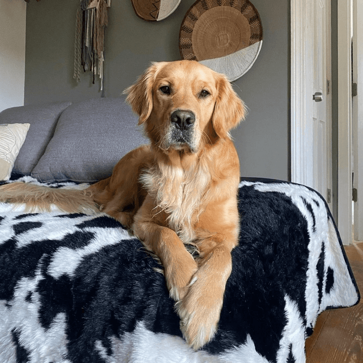 PupProtector™ Waterproof Throw Blanket - Black Faux Cowhide - - Dog Blanket by Paw.com