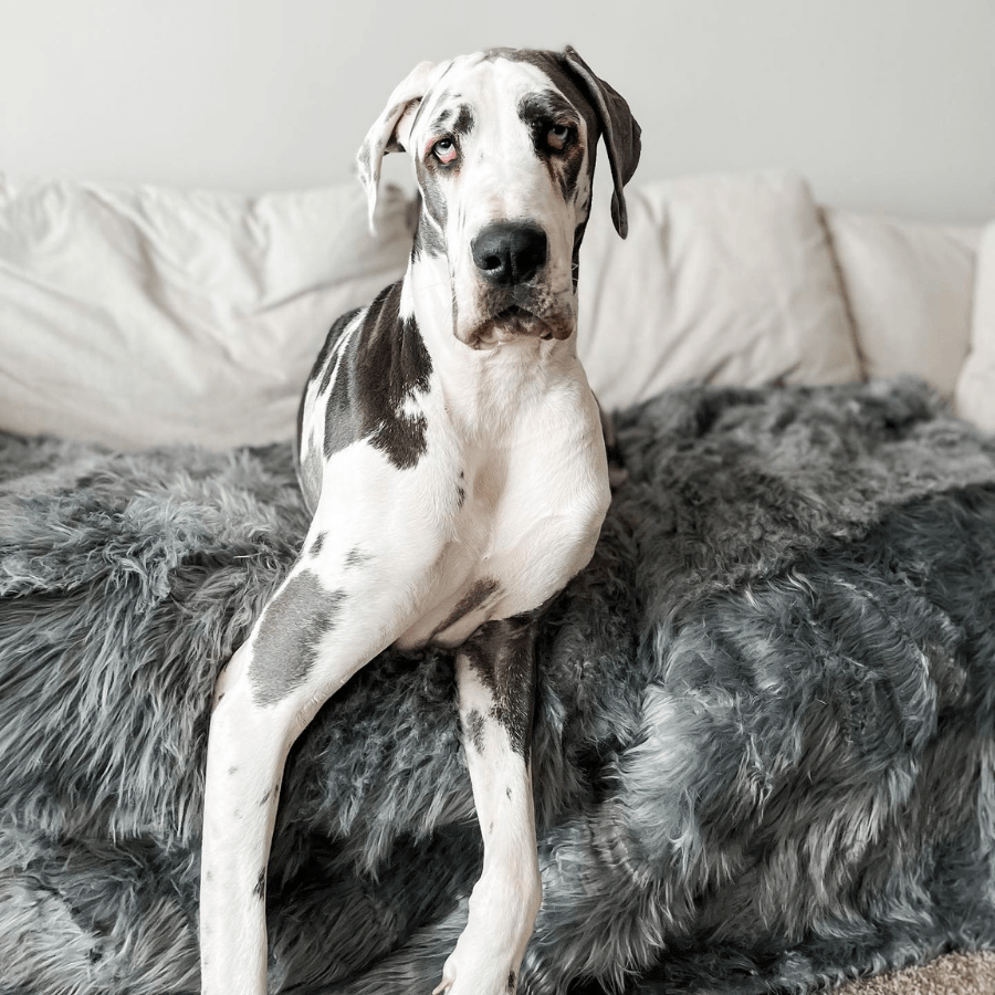 PupProtector™ Waterproof Throw Blanket - Charcoal Grey - - Dog Blanket by Paw.com