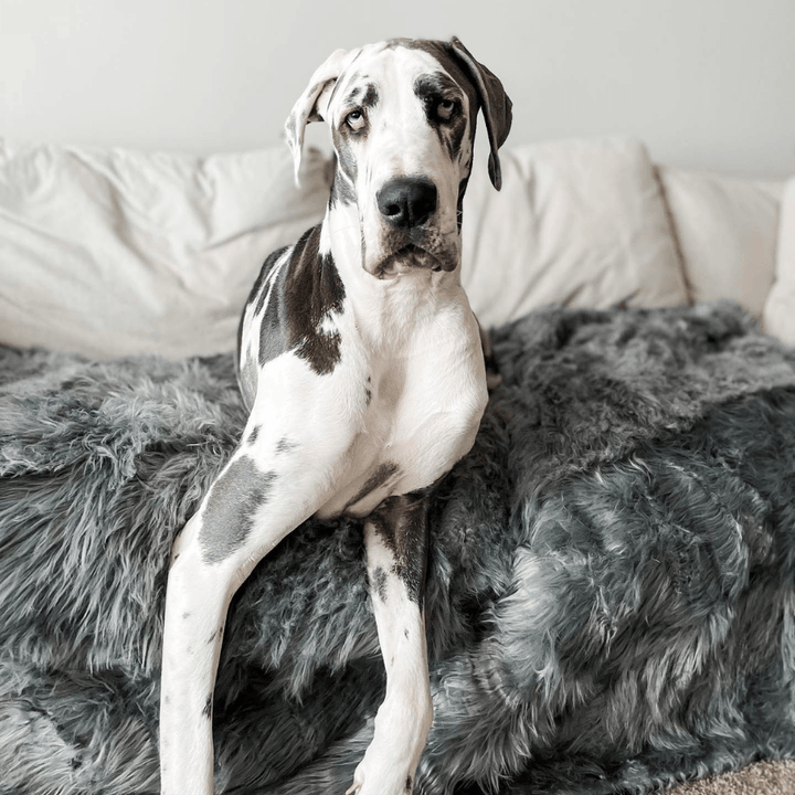 PupProtector™ Waterproof Throw Blanket - Charcoal Grey - - Dog Blanket by Paw.com