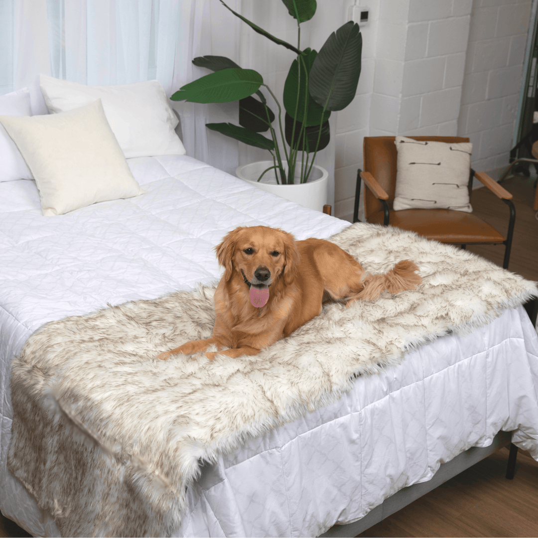 PupProtector™ Waterproof Bed Runner - White with Brown Accents - - Dog Blanket by Paw.com