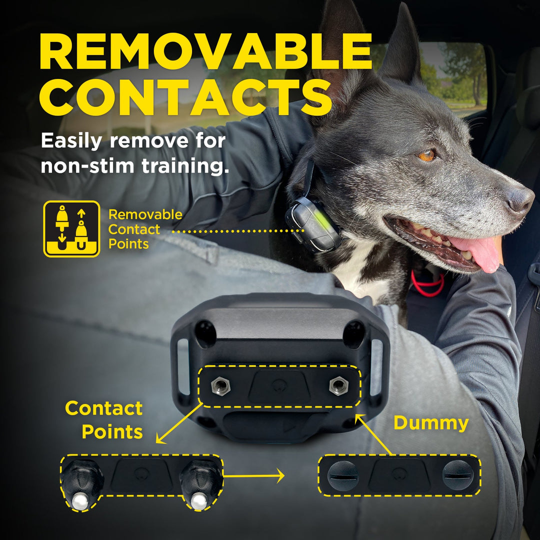 Dogtra 280X/200iQ Additional Receiver - - by Dogtra