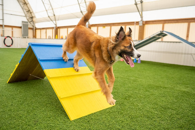 Better Sporting Dogs Practice A-Frame | Dog Agility Equipment