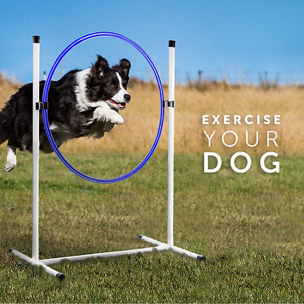 Better Sporting Dogs 3 Piece Essential Dog Agility Equipment Set