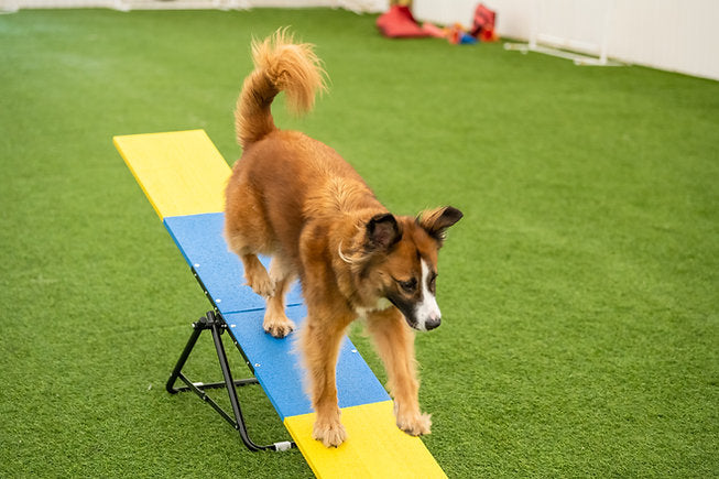 Better Sporting Dogs Practice See Saw | Dog Agility Teeter | Dog Agility Equipment