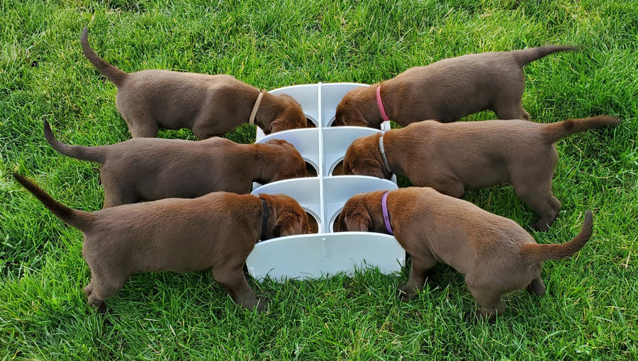 Lakeside Products MagnaFeeder Multi-Bowl - - by Lakeside Products