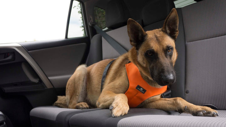Sleepypod Clickit Sport Plus Dog Harness - - Harness by Sleepypod