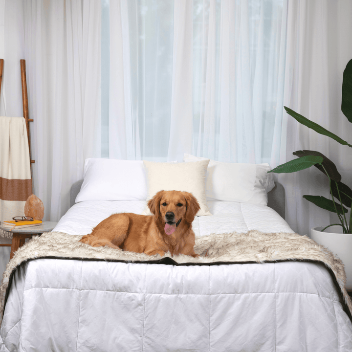 PupProtector™ Waterproof Bed Runner - White with Brown Accents - - Dog Blanket by Paw.com