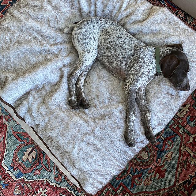 PupProtector™ Short Fur Waterproof Throw Blanket - White with Brown Accents - - Dog Blanket by Paw.com