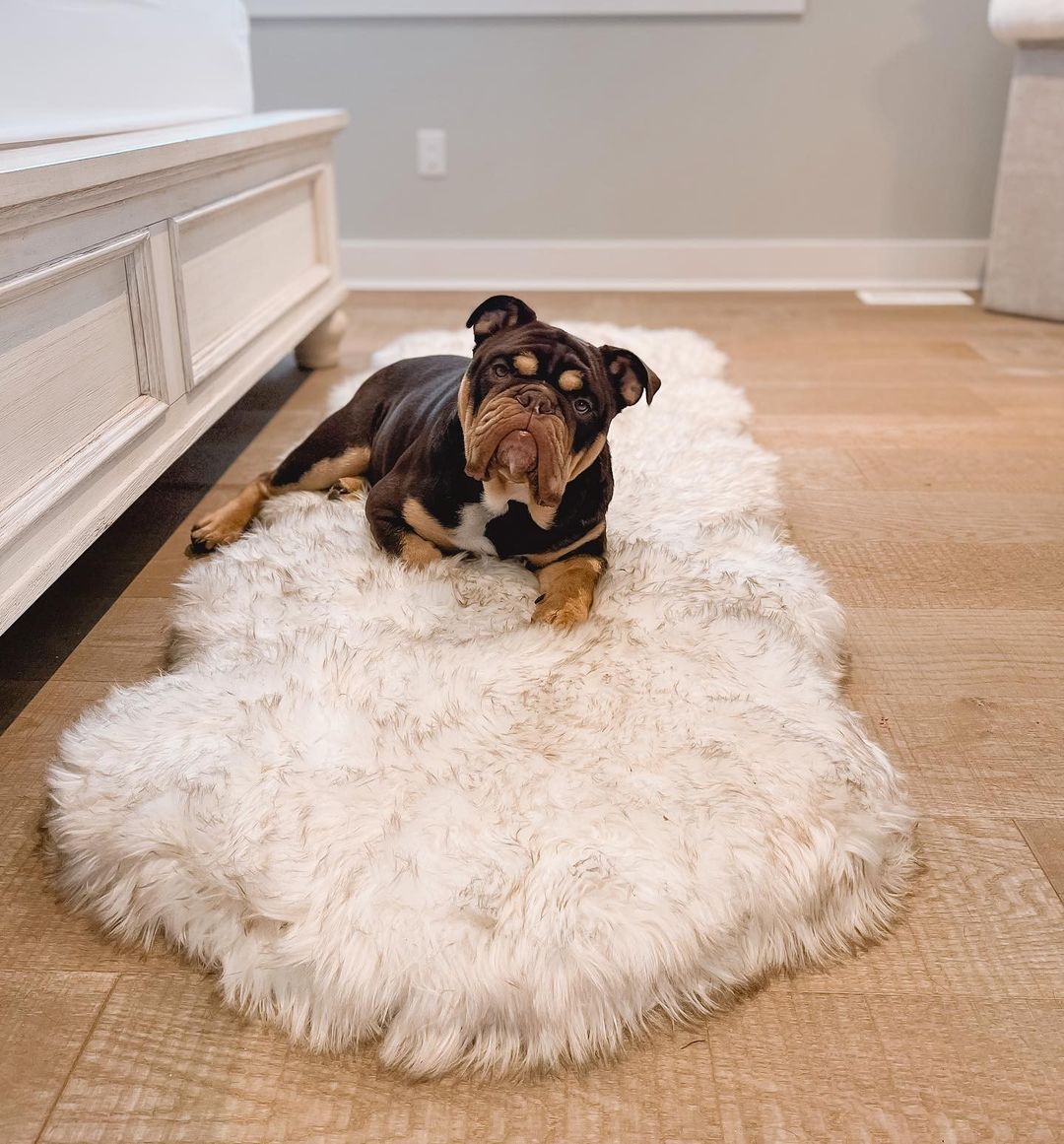 PupRug® Runner Faux Fur Memory Foam Dog Bed - Curve White with Brown Accents - - Dog Beds by Paw.com