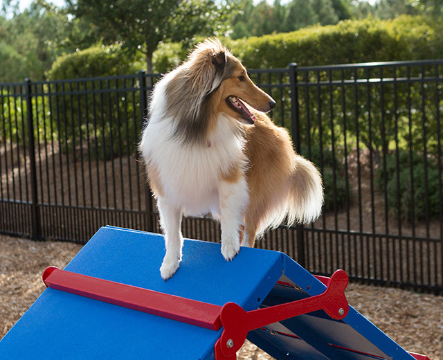 BarkPark King of The Hill - - by BarkPark