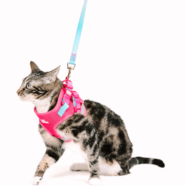 Stasia Cat Harness & Leash Set