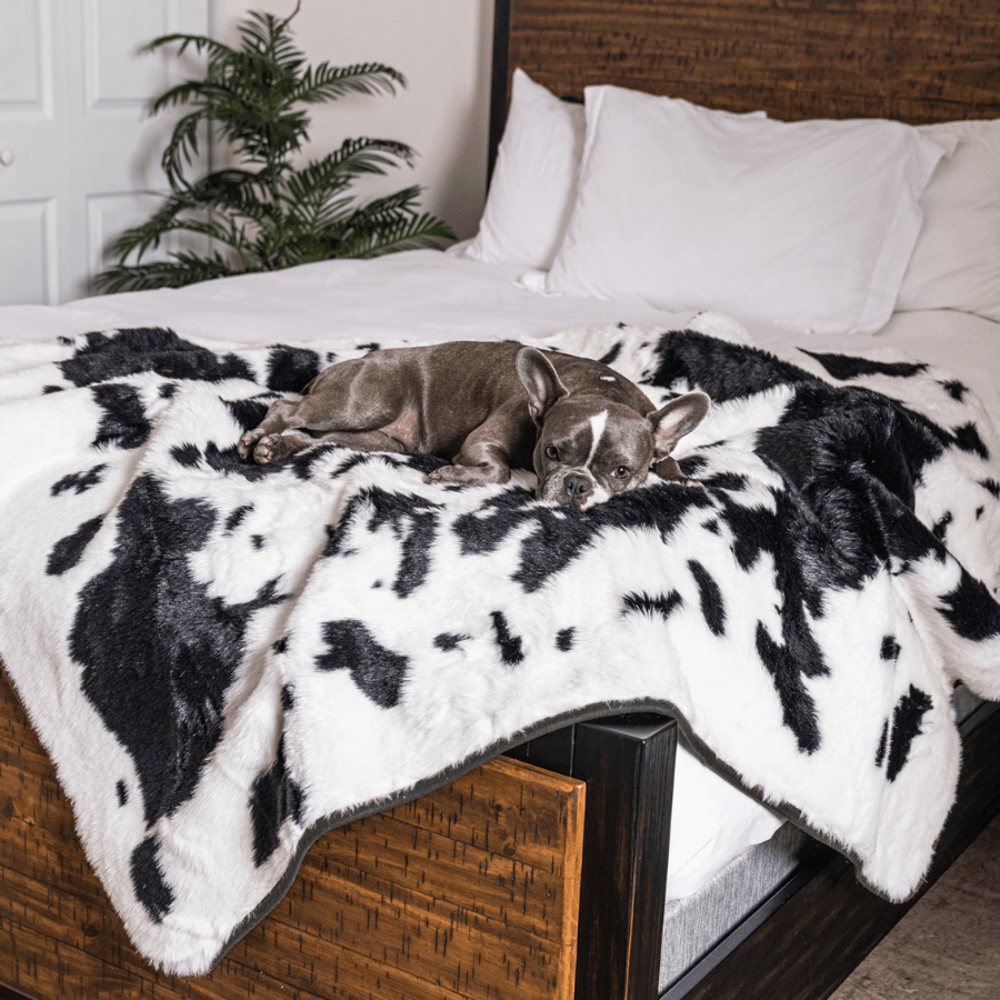 PupProtector™ Waterproof Throw Blanket - Black Faux Cowhide - - Dog Blanket by Paw.com