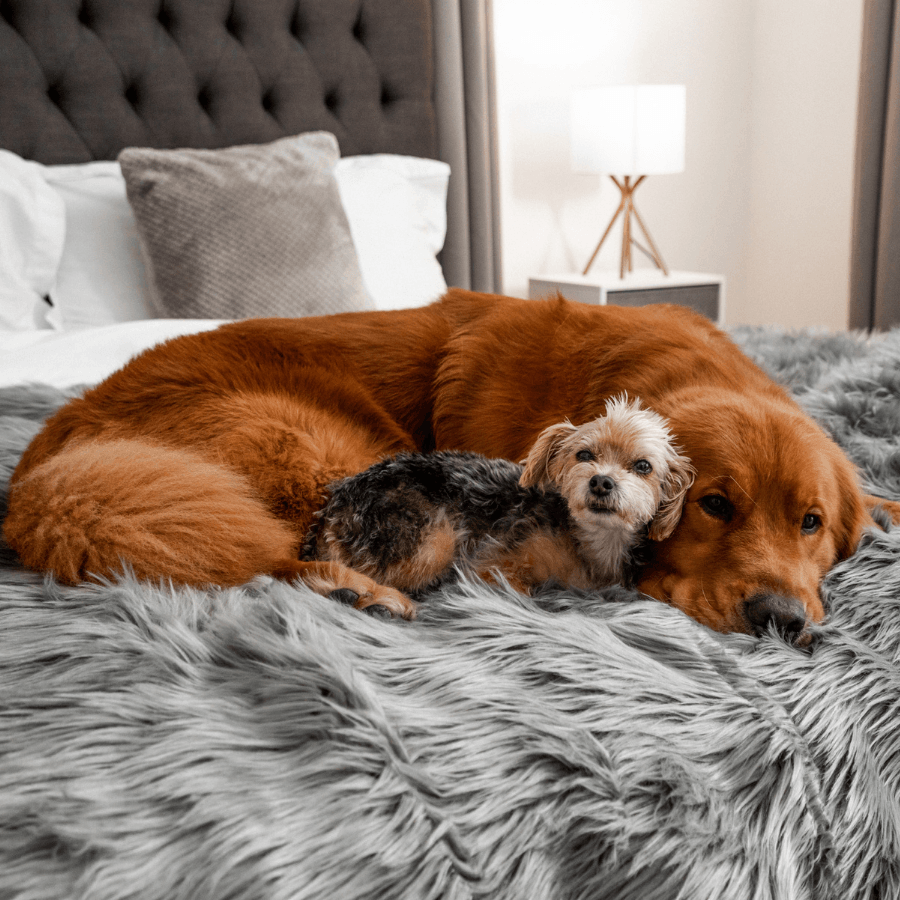 PupProtector™ Waterproof Throw Blanket - Charcoal Grey - - Dog Blanket by Paw.com