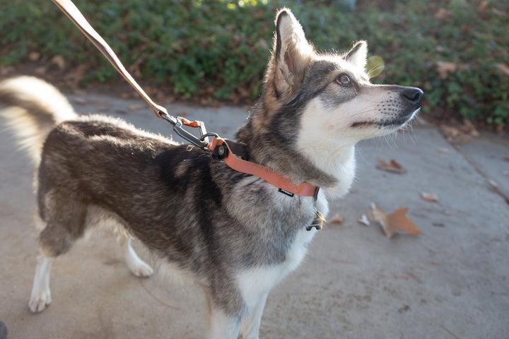 Sleepypod Locking Martingale Collar - - Collar by Sleepypod