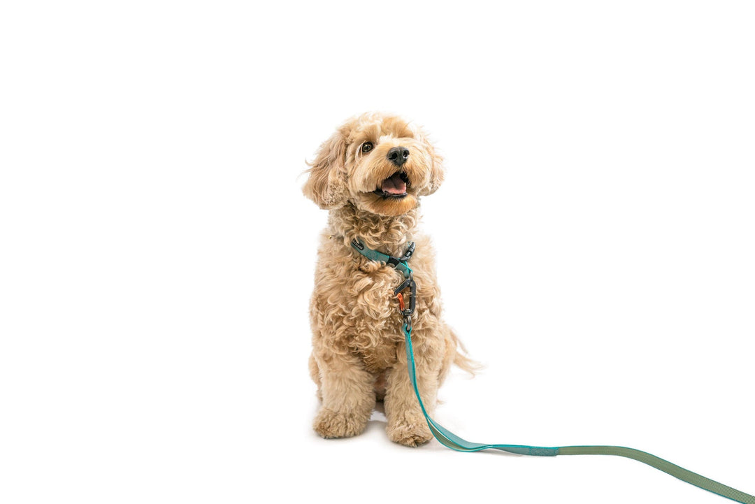 Sleepypod Locking Martingale Collar - - Collar by Sleepypod