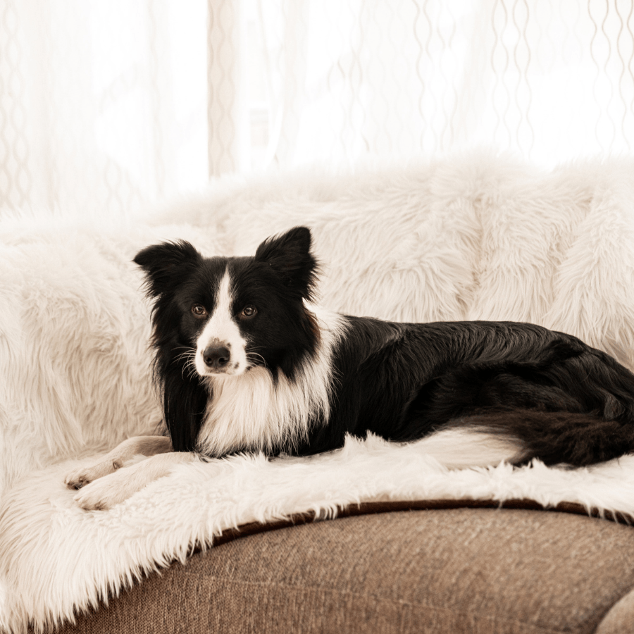 PupProtector™ Waterproof Throw Blanket - Polar White - - Dog Blanket by Paw.com